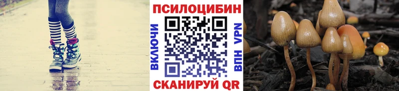 где найти   Георгиевск  Псилоцибиновые грибы Magic Shrooms 